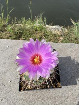 Thelocactus bicolor v. pottsii